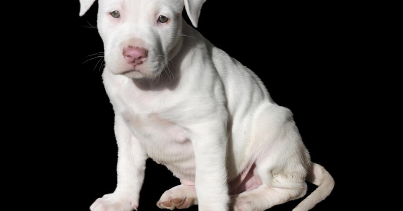 American Staffordshire Terrier: Der ideale Familienhund mit Herz und Charakter