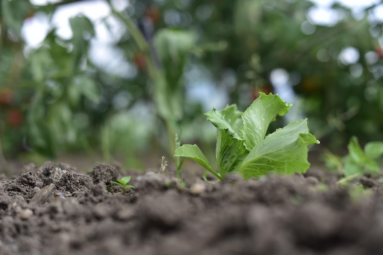 Warum altern Vegetarier im Gehirn schneller als Fleischesser?