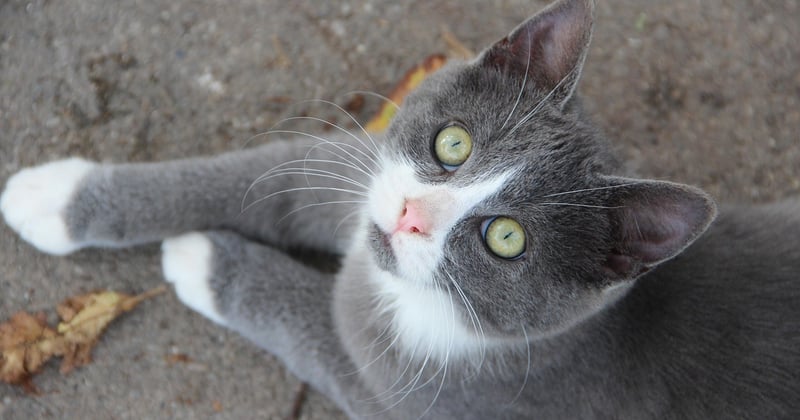 Wann werden Kater geschlechtsreif? Alle Infos zur Pubertät