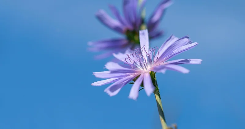 Chicorée richtig vorbereiten: der Schritt, den fast alle überspringen