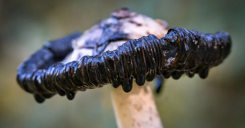 Biologische Sequestration: Böden, Wälder, Moore