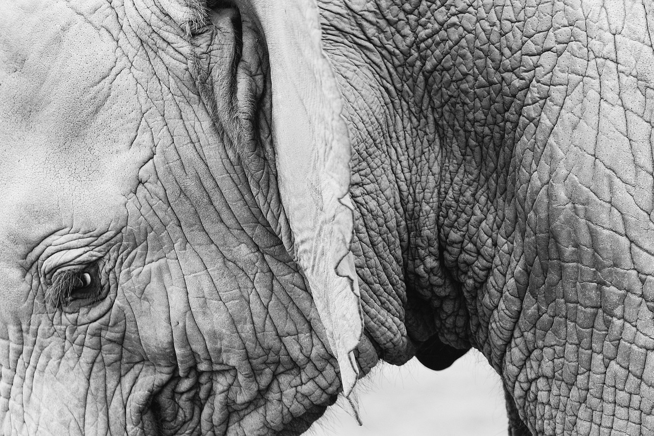 entdecken sie effektive methoden zur reduzierung von stirnfalten. erfahren sie alles über die ursachen, präventionsstrategien und die besten behandlungen für ein jugendliches aussehen.